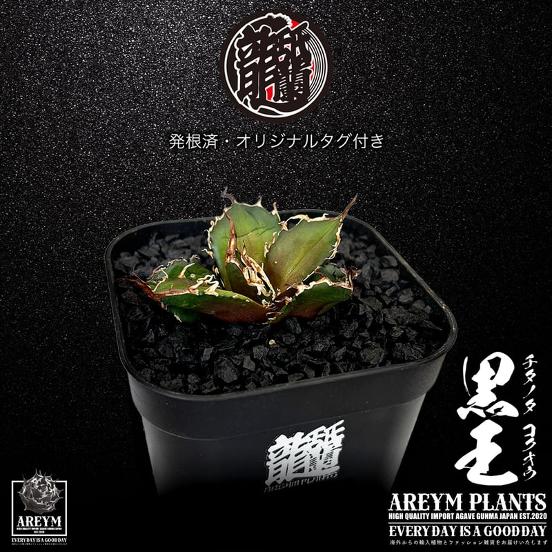 発根済 送料無料 潮龍家 安生産 アガベ チタノタ 黒王 agave titanota