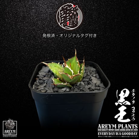 発根済 送料無料 潮龍家 安生産 アガベ チタノタ 黒王 agave titanota kokuo【Andy-OC-KOKUO-06-02】