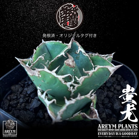 税込・送料無料でお届け致します 雲南省産 アガベ チタノタ 蚩尤 agave titanota siyu AREYM-TC-SIYU-06-01