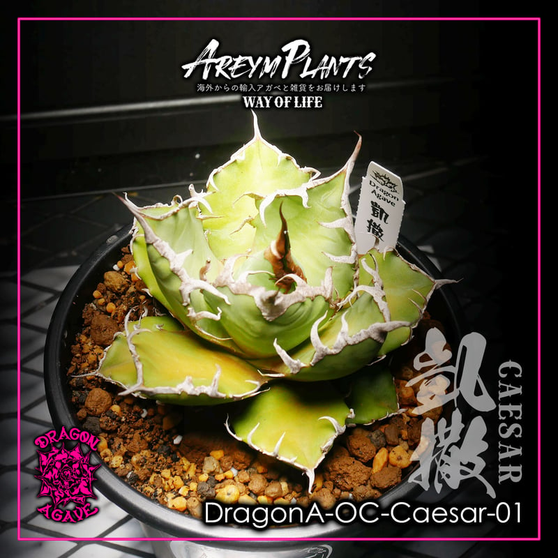 ドラゴンアガベ産！アガベ チタノタ シーザー 凱撒 台湾 Agave Titanota Cae...