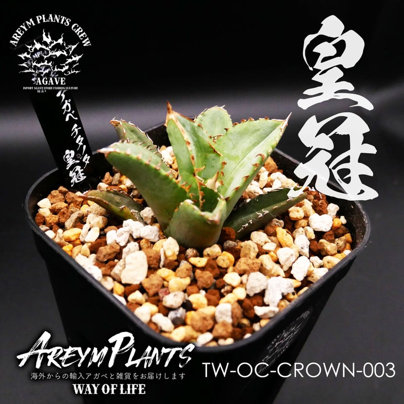 アガベ チタノタ 皇冠 Agave Titanota Crown 【台湾産/OC/TW-O...