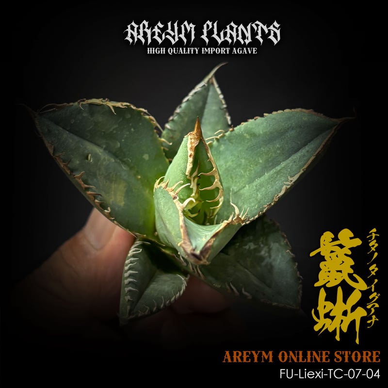 アガベ チタノタ 鬣蜥Iiexi 福建省産 アガベ チタノタ 鬣蜥 イグアナ Agave Titanota Liexi