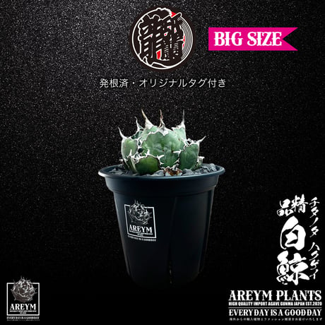 アガベチタノタ白鯨 | STORES