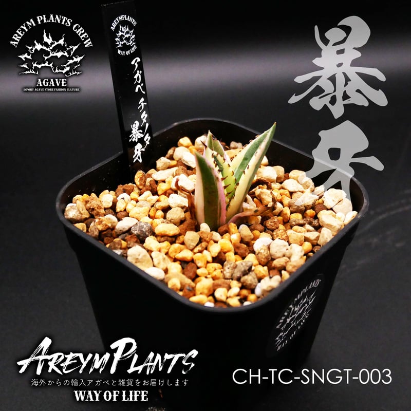 アガベ チタノタ スナグルトゥース  