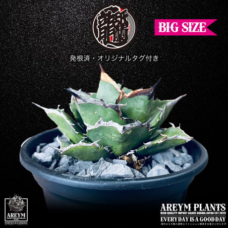 発根済 送料無料 Agave titanota Pixiu アガべ チタノタ 貔貅 ARM-Pixiu-06-01