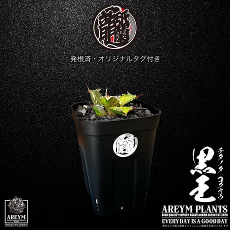 発根済 送料無料 潮龍家 安生産 アガベ チタノタ 黒王 agave titanota kokuo【Andy-OC-KOKUO-05-08】