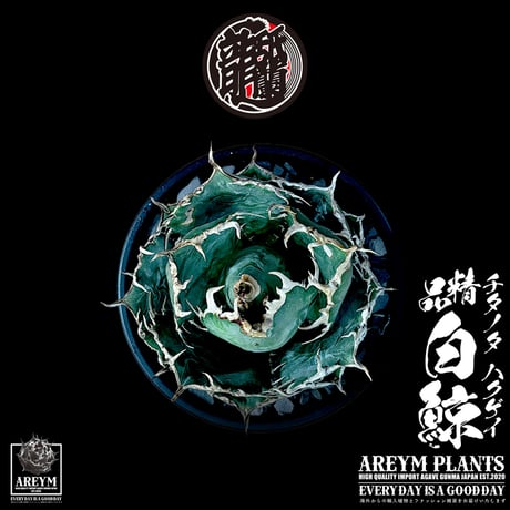 BIGサイズ! 税込・送料無料でお届け致します アガベ チタノタ 精品白鯨  Agave Titanota White Whale  (AREYM-WHITE_W-04-01)