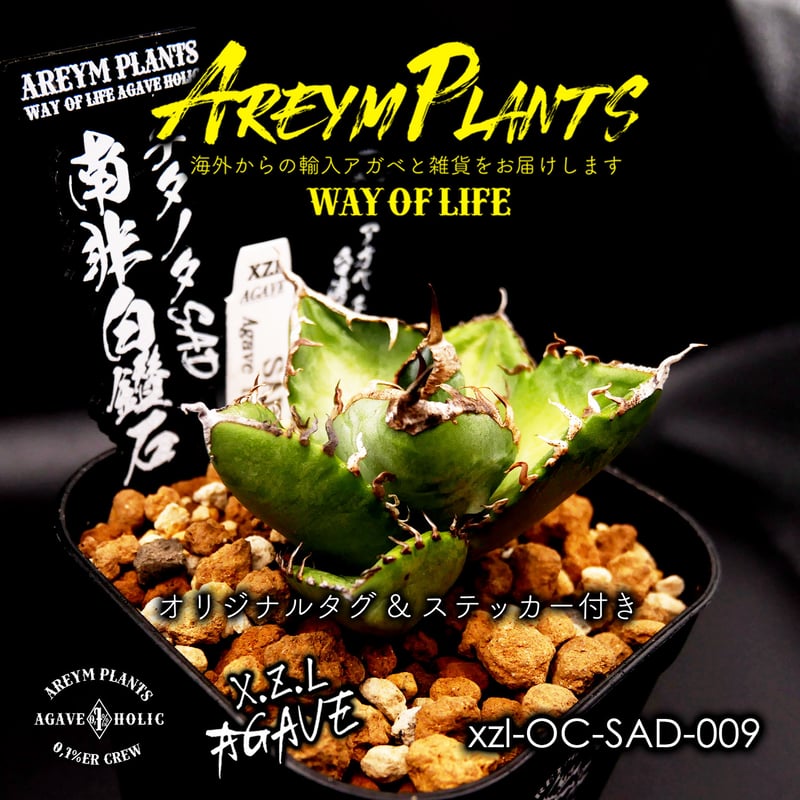 アガベ チタノタ SAD 南アフリカダイヤモンド 中株 ※鉢のまま発送 アガベ チタノタ 南アフリカダイヤモンド SAD 鉢付発送 アガベ
