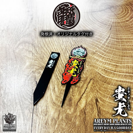 税込・送料無料でお届け致します 雲南省産 アガベ チタノタ 蚩尤 agave titanota siyu AREYM-TC-SIYU-06-01