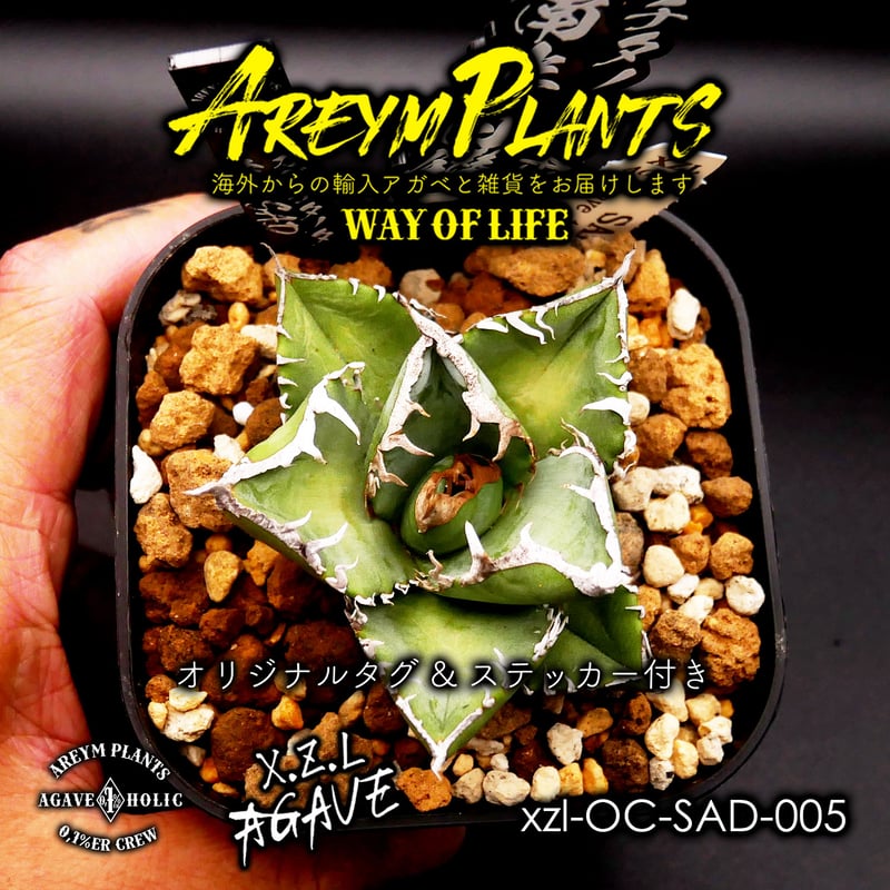 アガベ SAD斑入り　OC アガベ SAD斑入りOC