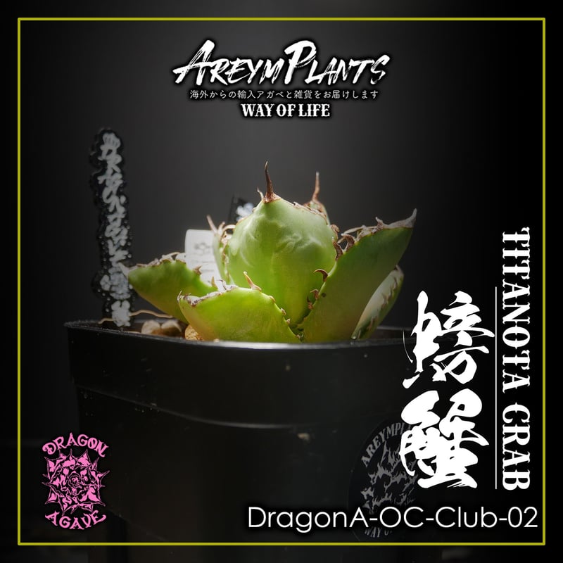 Dragon Agave産》アガベ チタノタ '麻花'（'麻花龍'）｜台湾アガベ、大