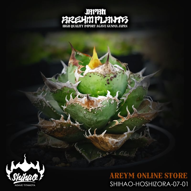 Oz@w@【レア】アガベ　台湾の星 20250825 アガベ・チタノタ 流星(台湾Lize産)-002｜agave