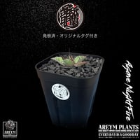 発根済 送料無料  アガベ ナイトファイア Agave Night Fire ARM-NF-06-01
