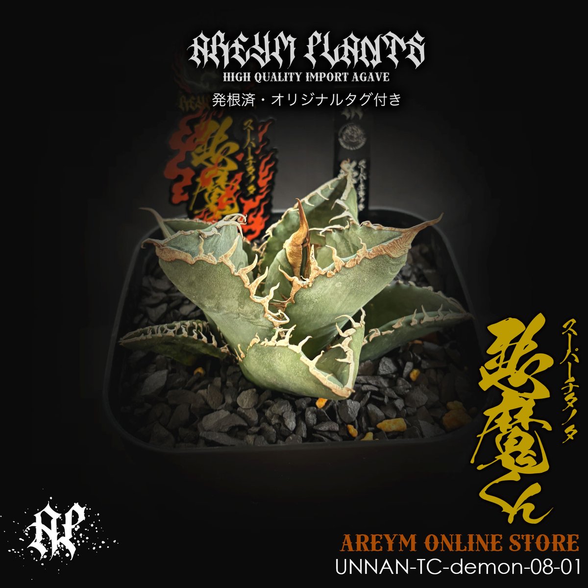 雨コンコン　アガベ アガベ チタノタ 鬼雨 AG575-2 | EM Plants Online Store