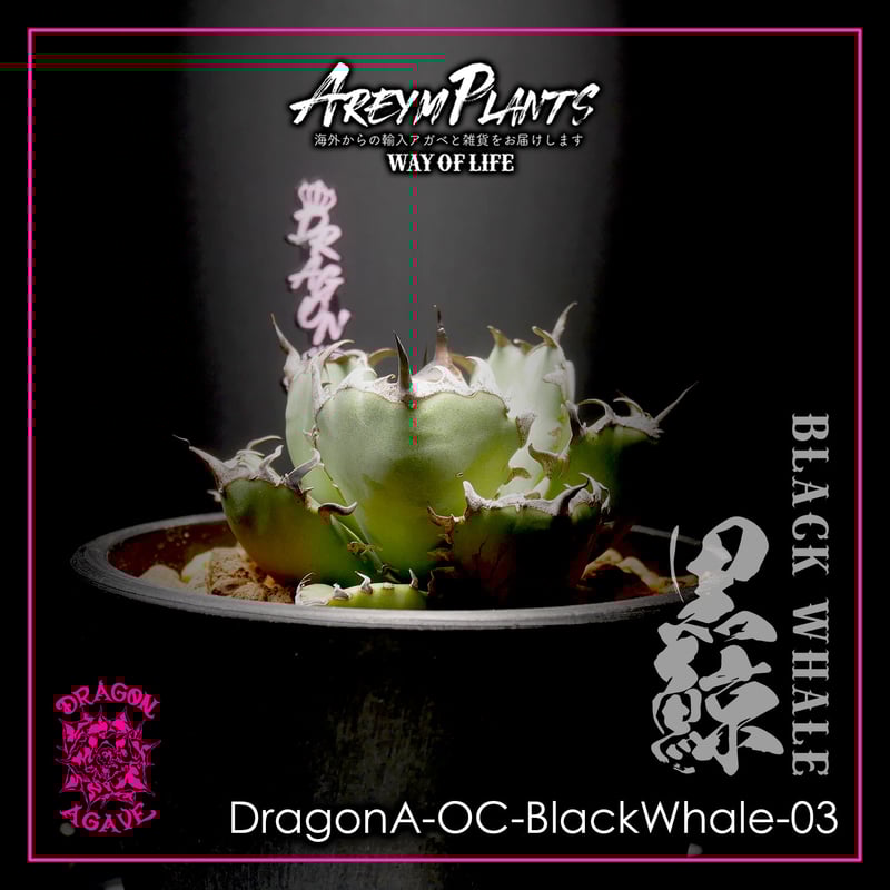 ドラゴンアガベ産！アガベ チタノタ黒鯨 Agave titanota Black Whale( 