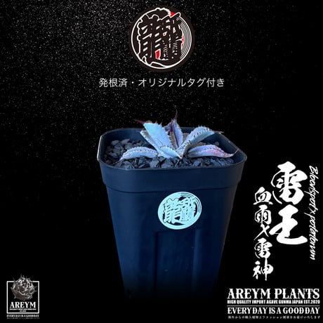 発根済 送料無料 ハイブリッド 雷王 血雨x雷神 ブラッドスポット×ポタトラム Agave hybrid Bloodspot x potatorum