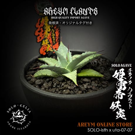 アレイムプランツ