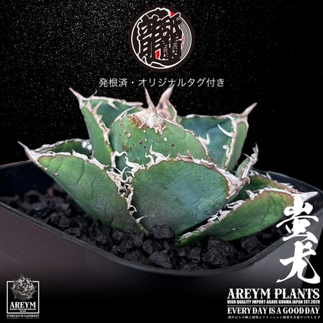 税込・送料無料でお届け致します 雲南省産 アガベ チタノタ 蚩尤 agave titanota siyu AREYM-TC-SIYU-06-01
