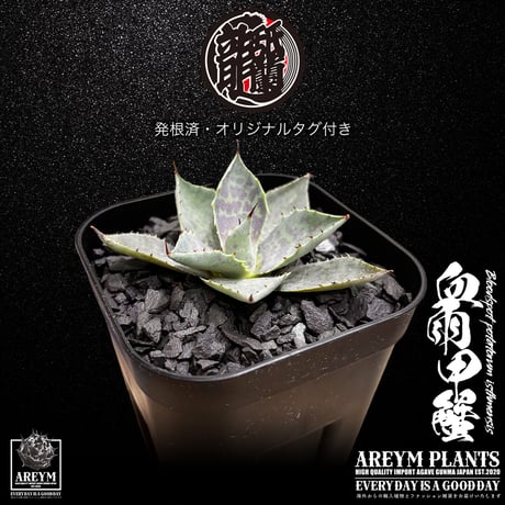 発根済 送料無料 アガベ ハイブリット 血雨×甲蟹 ブラッドスポット x イシスメンシス ARM-06-02
