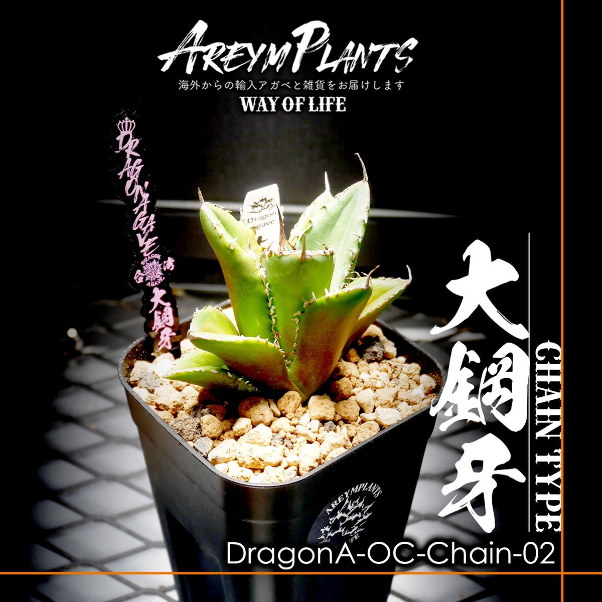 ドラゴンアガベ産！アガベ チタノタ大鋼牙 Chain Agave Titanota chain 