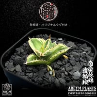 発根済 送料無料 アガベ チタノタ 白毫刺錦 白豪刺錦  覆輪斑 agave titanota byakugousi【ARM-OC-BYAKU-06-02】