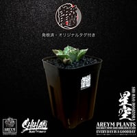 発根済 送料無料でお届け致します 台湾 Shi-hao アガベ チタノタ ホシゾラ 元祖 星空 発根管理株 (Shi-hao産/TC株/小株/SHIHAO-HOSHIZORA-04-07)