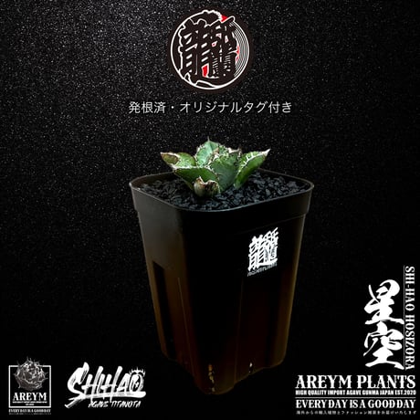 匿名配送【鉢ごと発送】選抜　ぶつぶつ　太棘　アガべ　チタノタ　星空　TC A188 特選 アガベ チタノタ '星空' ブツブツ 表棘裏棘 強棘 極上小株