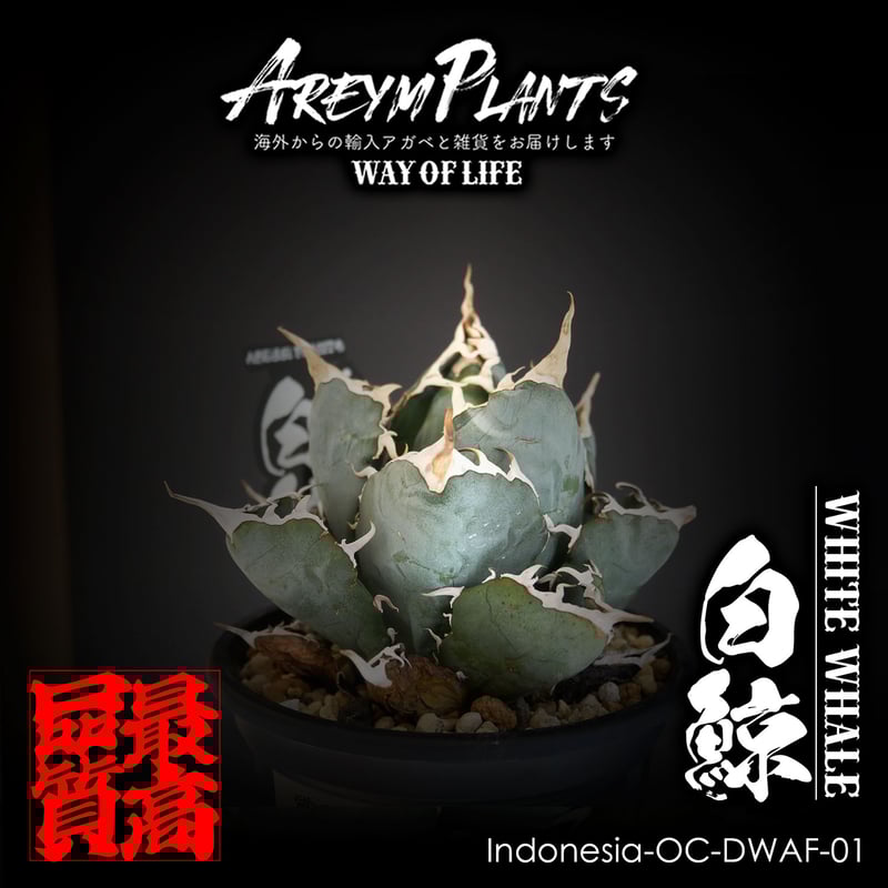 発根済 インドネシア産 アガベ チタノタ白鯨 Agave Titanota 発根済 インドネシア産 アガベ チタノタ白鯨 Agave Titanota
