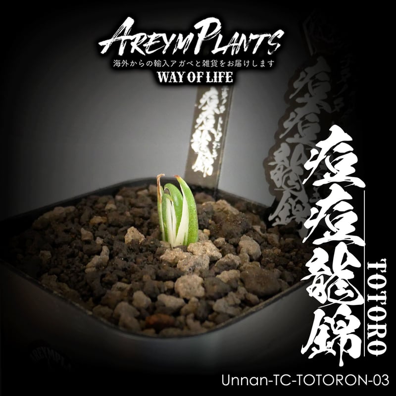 発根済 中国 雲南省産!!アガベチタノタ 痘痘龍錦 トトロ Agave 発根済 中国 雲南省産!!アガベチタノタ 痘痘龍錦 トトロ Agave