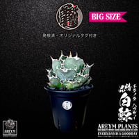 BIGサイズ! 税込・送料無料でお届け致します アガベ チタノタ 精品白鯨  Agave Titanota White Whale  (AREYM-WHITE_W-05-02)