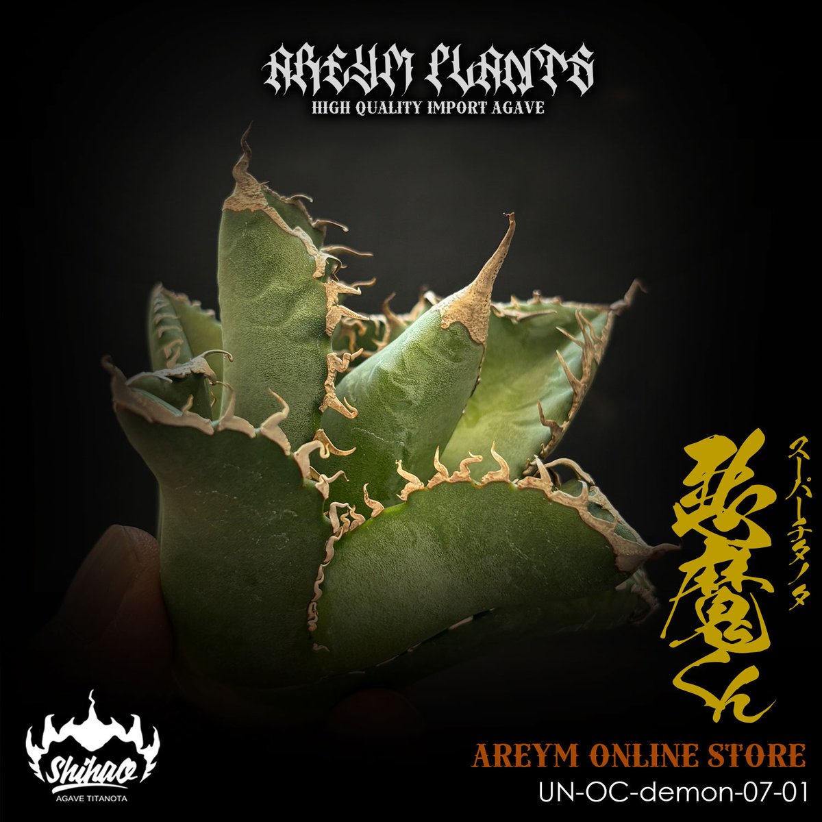 発根済 雲南省産 アガベ チタノタ 悪魔くん Agave Titanota (UN
