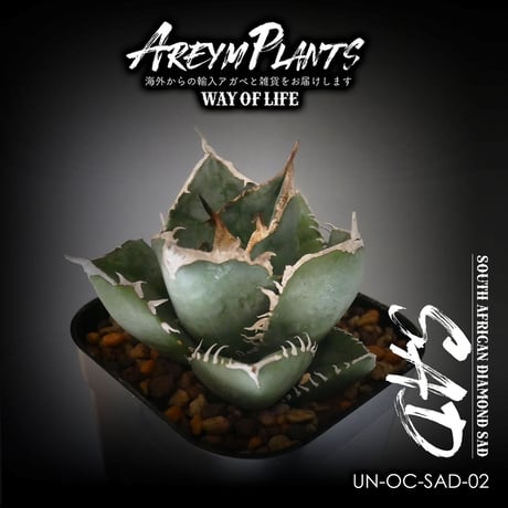 アガベ SAD アガベ SAD 1株 反る