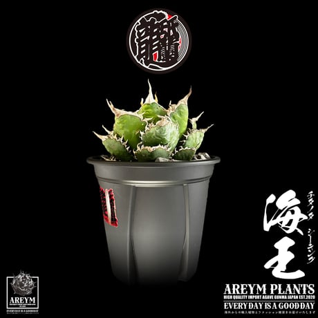 税込・送料無料でお届け致します アガベ チタノタ  精品海王 Agave titanota Sea King (AREYM-SEAKING-04-01)
