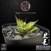発根済 送料無料 潮龍家 安生産 アガベ チタノタ 黒王 agave titanota kokuo【Andy-OC-KOKUO-06-02】