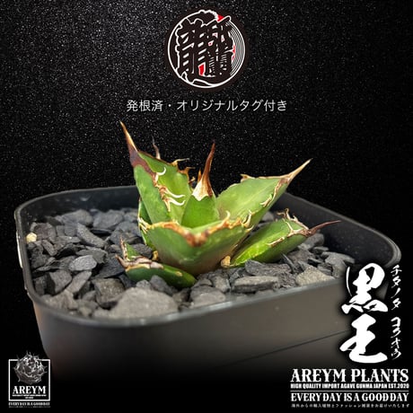 アガベチタノタ | STORES