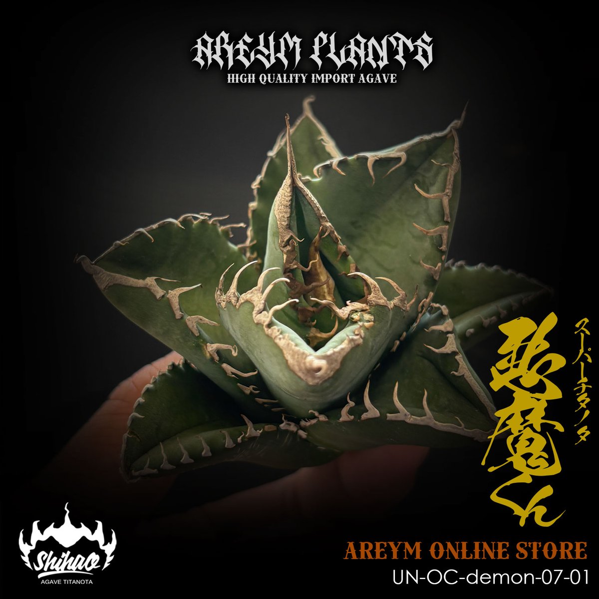 発根済 雲南省産 アガベ チタノタ 悪魔くん Agave Titanota (UN