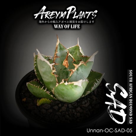 アガベチタノタ 南アフリカダイヤモンド SAD 子株 発根済 OC ① 一部