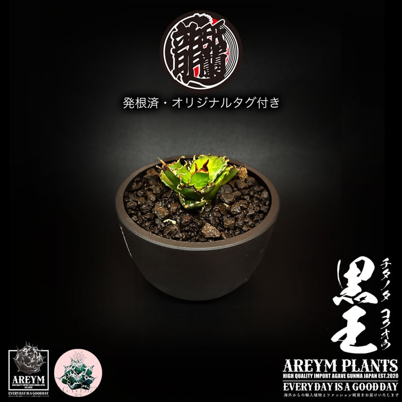 発根済 送料無料 潮龍家 安生産 アガベ チタノタ 黒王 agave titanota