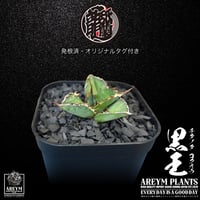 発根済 送料無料 潮龍家 安生産 アガベ チタノタ 黒王 agave titanota kokuo【Andy-OC-KOKUO-06-03】
