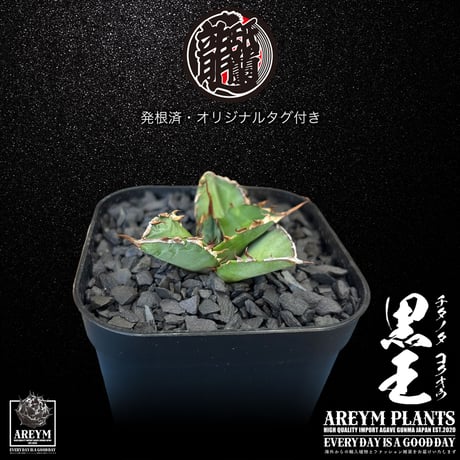アガベチタノタ | STORES