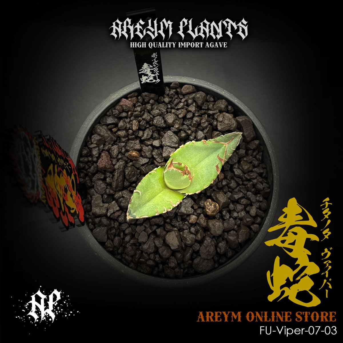 発根済 福建省産 アガベ チタノタ 毒蛇 Agave Titanota Viper