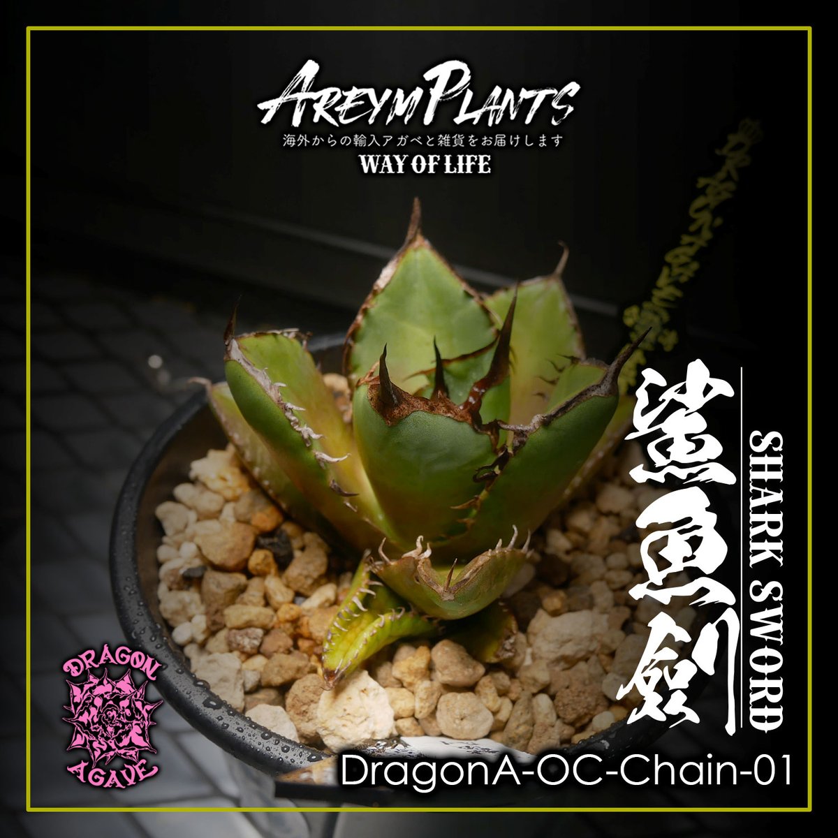 アガベ チタノタ シャークソード 鯊魚劍 子株付き チタノタ シャーク