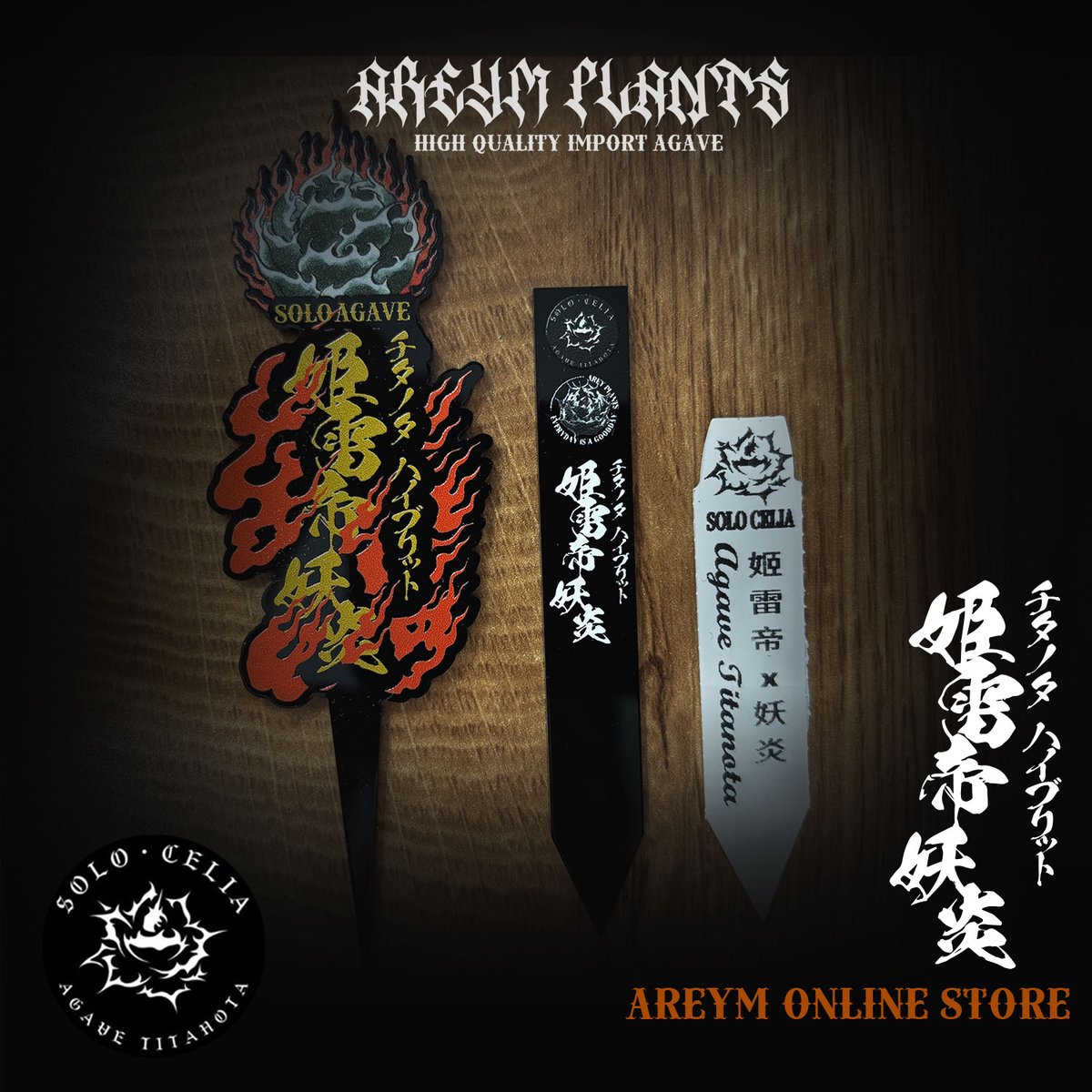 SOLO産ハイブリッド アガベ チタノタ 姫雷帝x妖炎 Agave