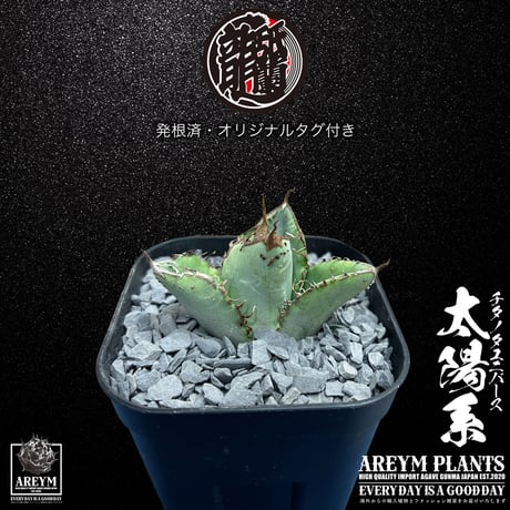発根済 送料無料 アガベ チタノタ ユニバース 太陽系 Agave titanota Universe ARM-UNI-05-01