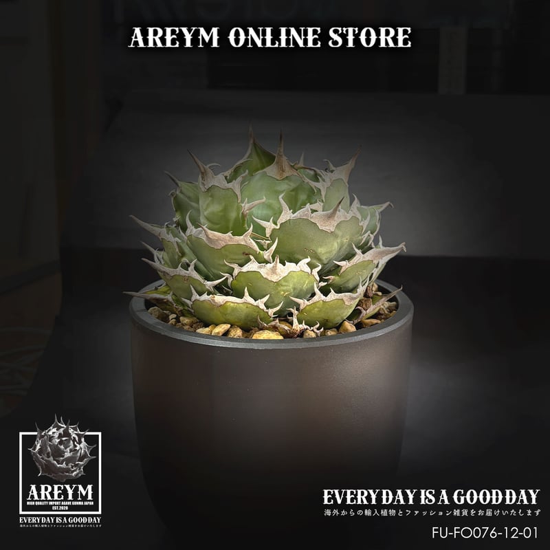 税込・送料無料でお届け致します アガベ チタノタ FO-076 Agave