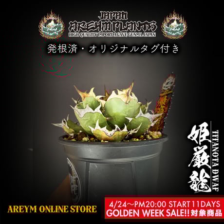 ボールタイプ | STORES ボールタイプ | STORES