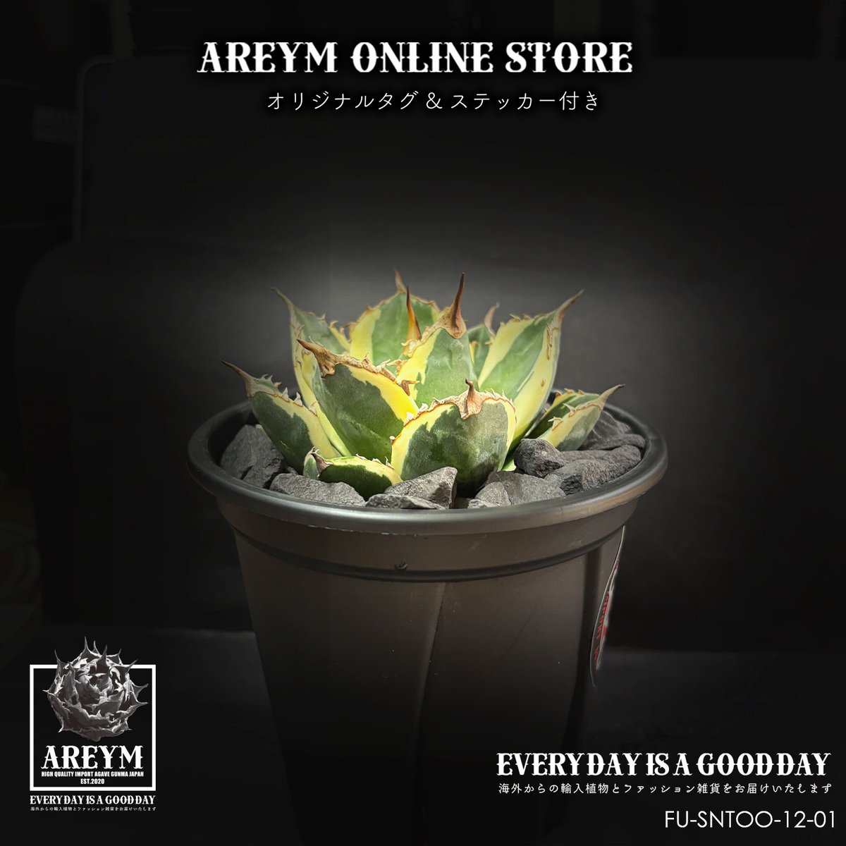 税込・送料無料でお届け致します アガベ・チタノタ スナグルトゥース