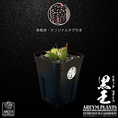 発根済 送料無料 潮龍家 安生産 アガベ チタノタ 黒王 agave titanota kokuo【Andy-OC-KOKUO-06-02】