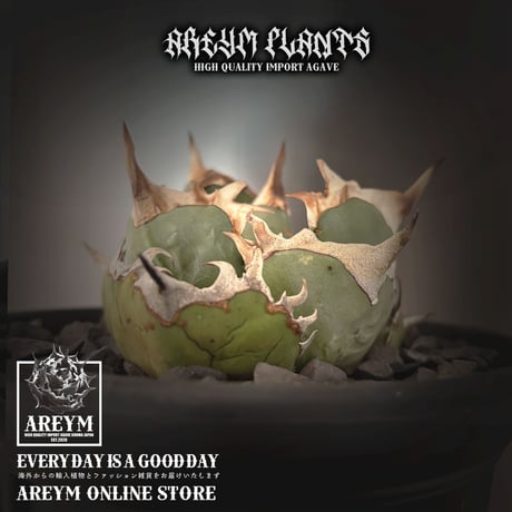 【DRAGON AGAVE産】AGAVE TITANOTA 火鳳凰 OC株 fit=scale-down,w=1200