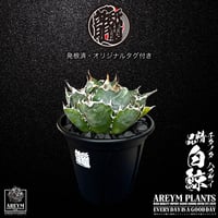 BIGサイズ! 税込・送料無料でお届け致します アガベ チタノタ 精品白鯨  Agave Titanota White Whale  (AREYM-WHITE_W-05-03)